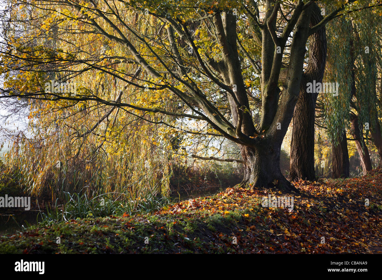 L'automne dans le pittoresque village de Cotswold South Cerney Banque D'Images