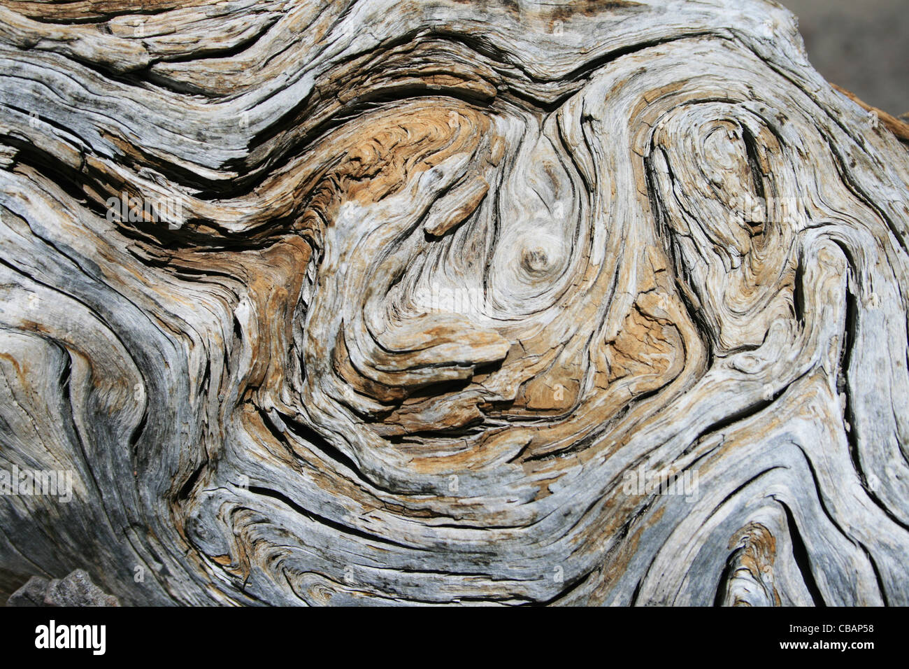 Fractionnement d'écaillage du grain du bois de pin agité de texture d'arrière-plan Banque D'Images