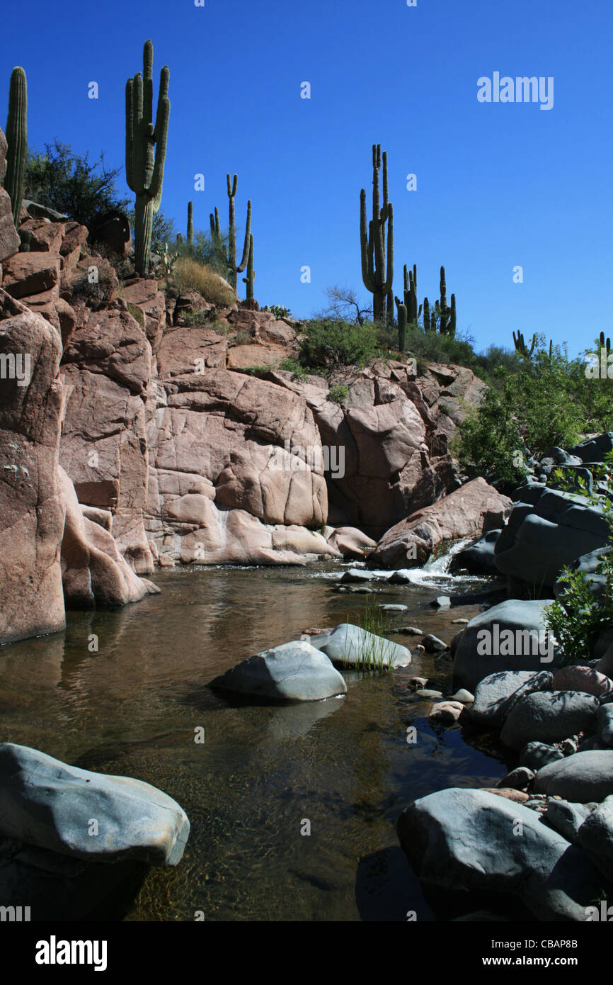 Salomé Creek Canyon en Arizona entourée de falaises de granit rose et saguaro cactus Banque D'Images