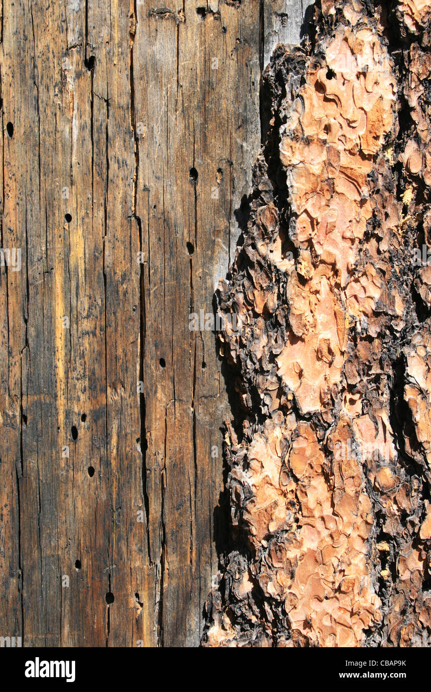 Vertical image de pins morts fractionnement du tronc de l'arbre avec des détails ennuyeux insectes et de l'écorce Banque D'Images