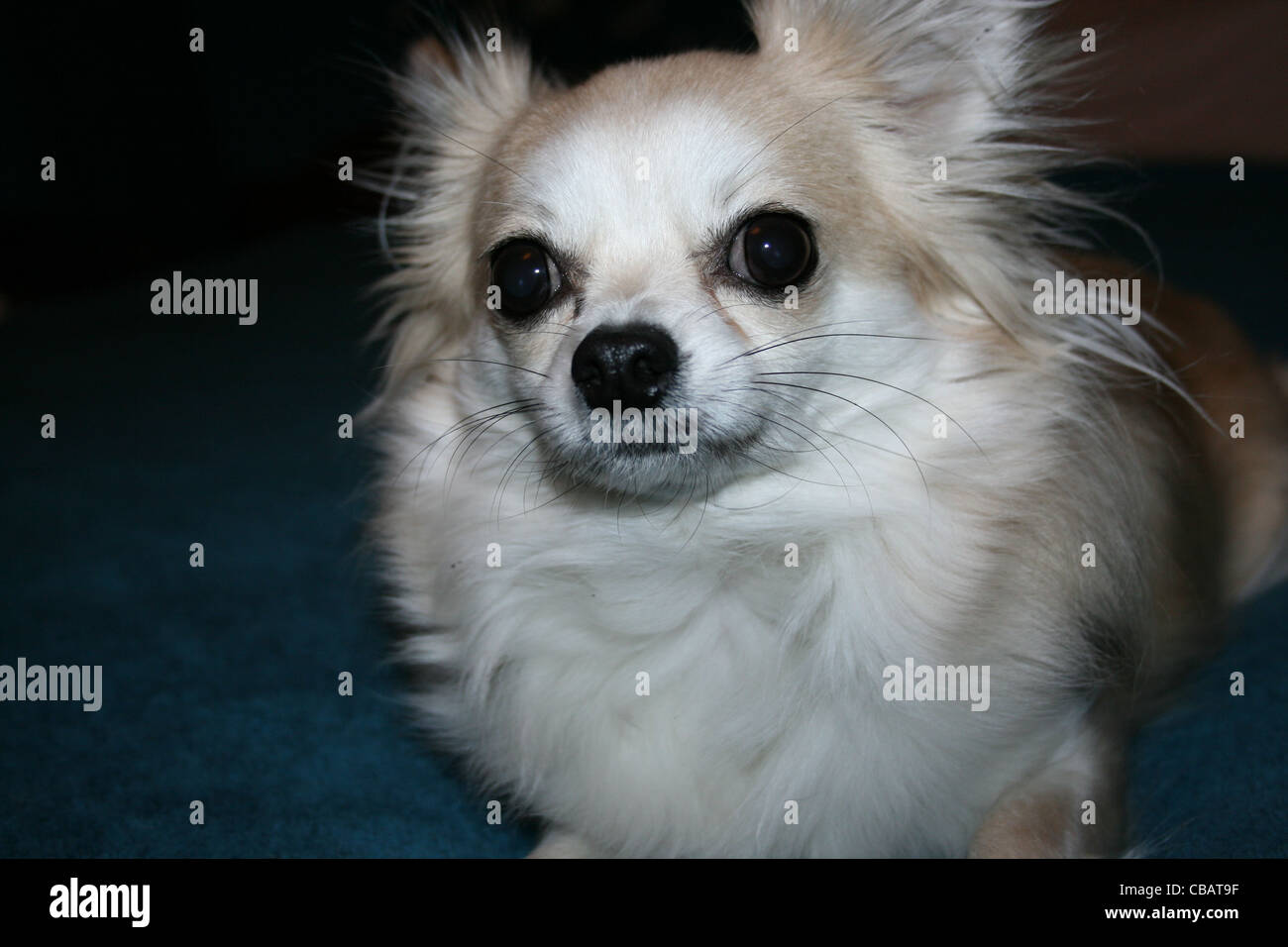 Cheveux longs ou mexicain de Chihuahua dog close up. Banque D'Images