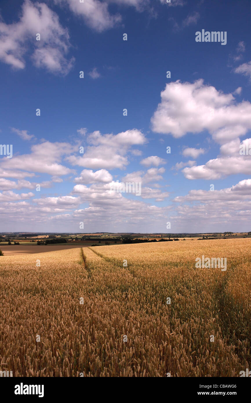 Champ de maïs ensoleillée avec empreinte de tracteur et ciel bleu au-dessus, dans le Leicestershire, Angleterre, RU Banque D'Images