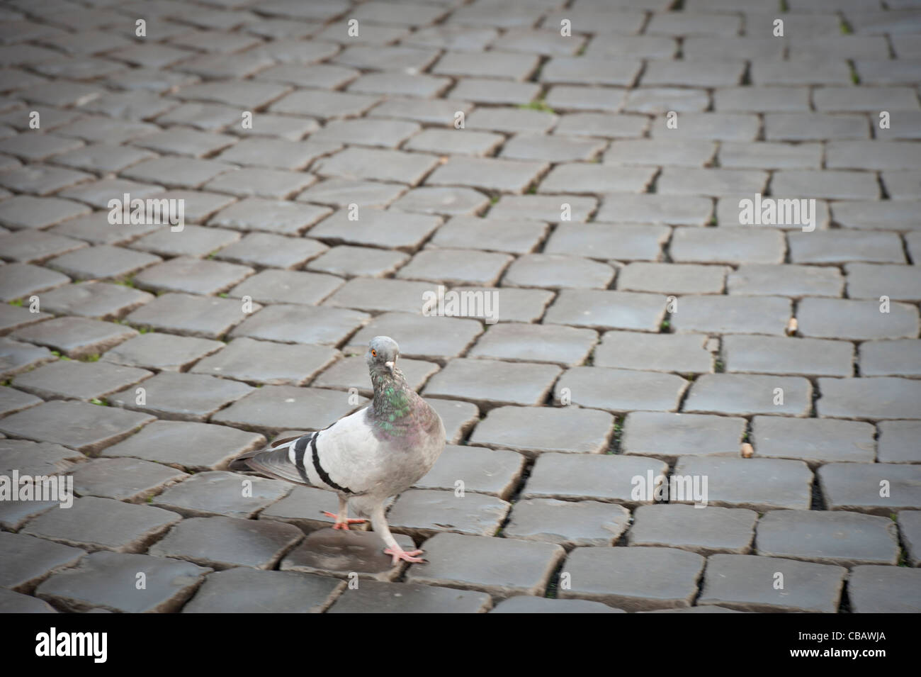 Pigeon marche dans des rues de Rome Banque D'Images