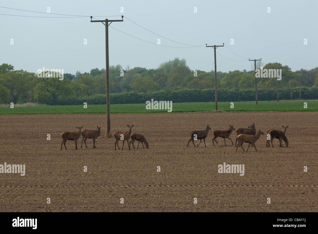 Red Deer (Cervus elaphus). S'étendant à travers les terres arables. Ingham, Norfolk. Avril. Banque D'Images
