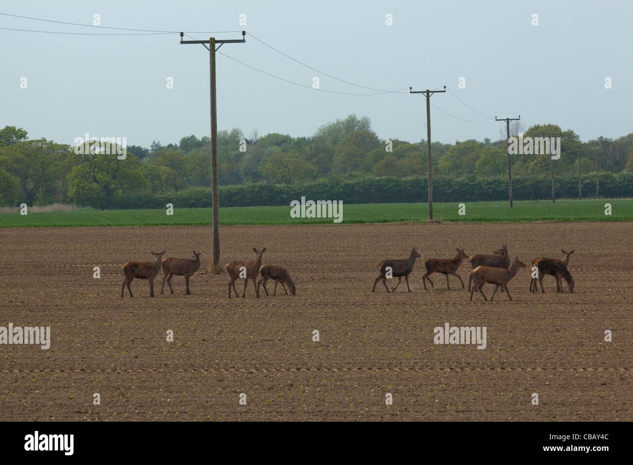 Red Deer (Cervus elaphus). S'étendant à travers les terres arables. Ingham, Norfolk. Avril. Banque D'Images