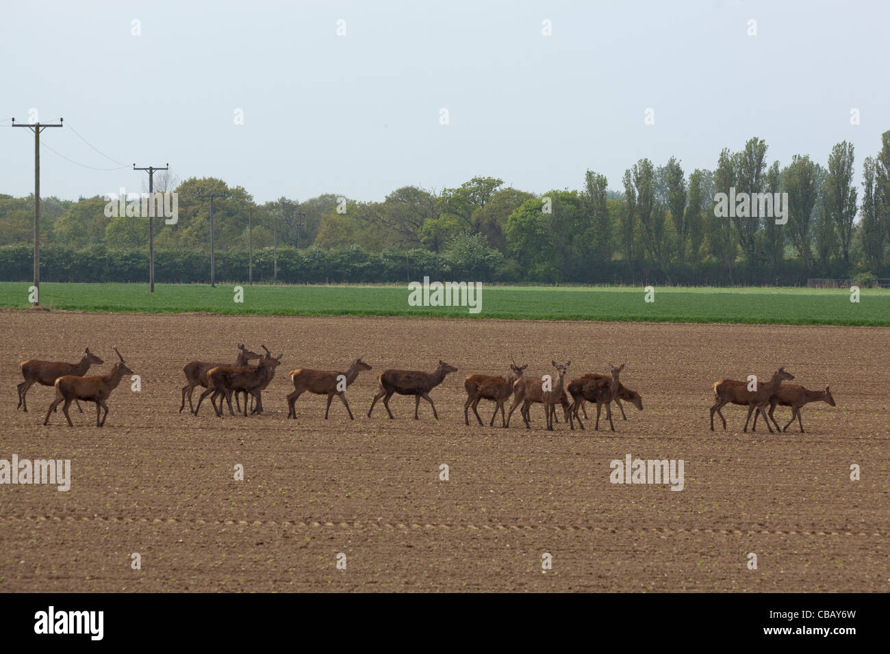 Red Deer (Cervus elaphus). S'étendant à travers les terres arables. Ingham, Norfolk. Avril. Banque D'Images