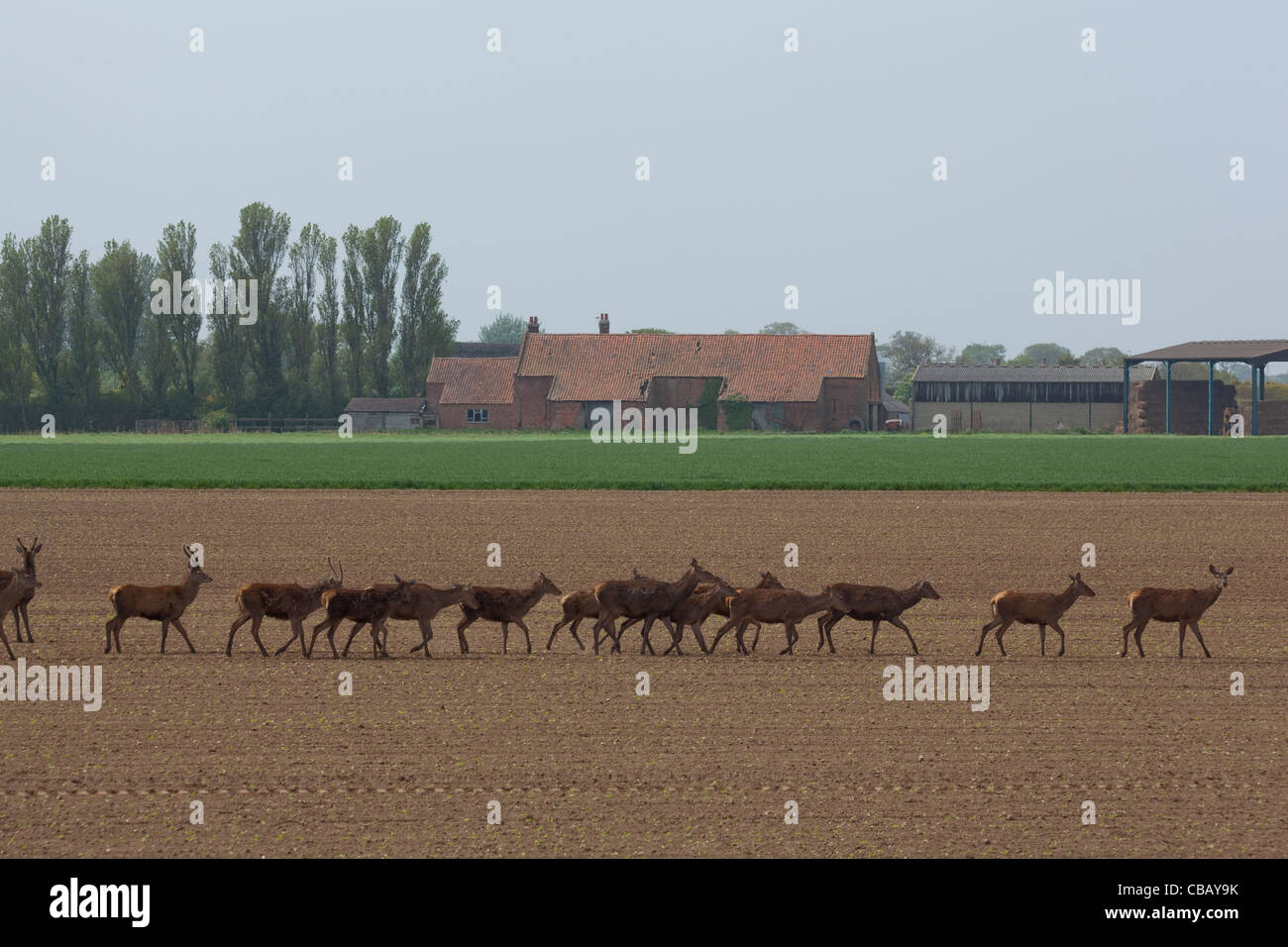 Red Deer (Cervus elaphus). S'étendant à travers les terres arables. Ingham, Norfolk. Avril. Banque D'Images