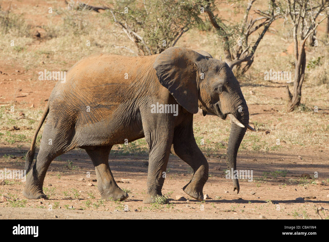 L'éléphant africain juste après un bain de poussière Banque D'Images