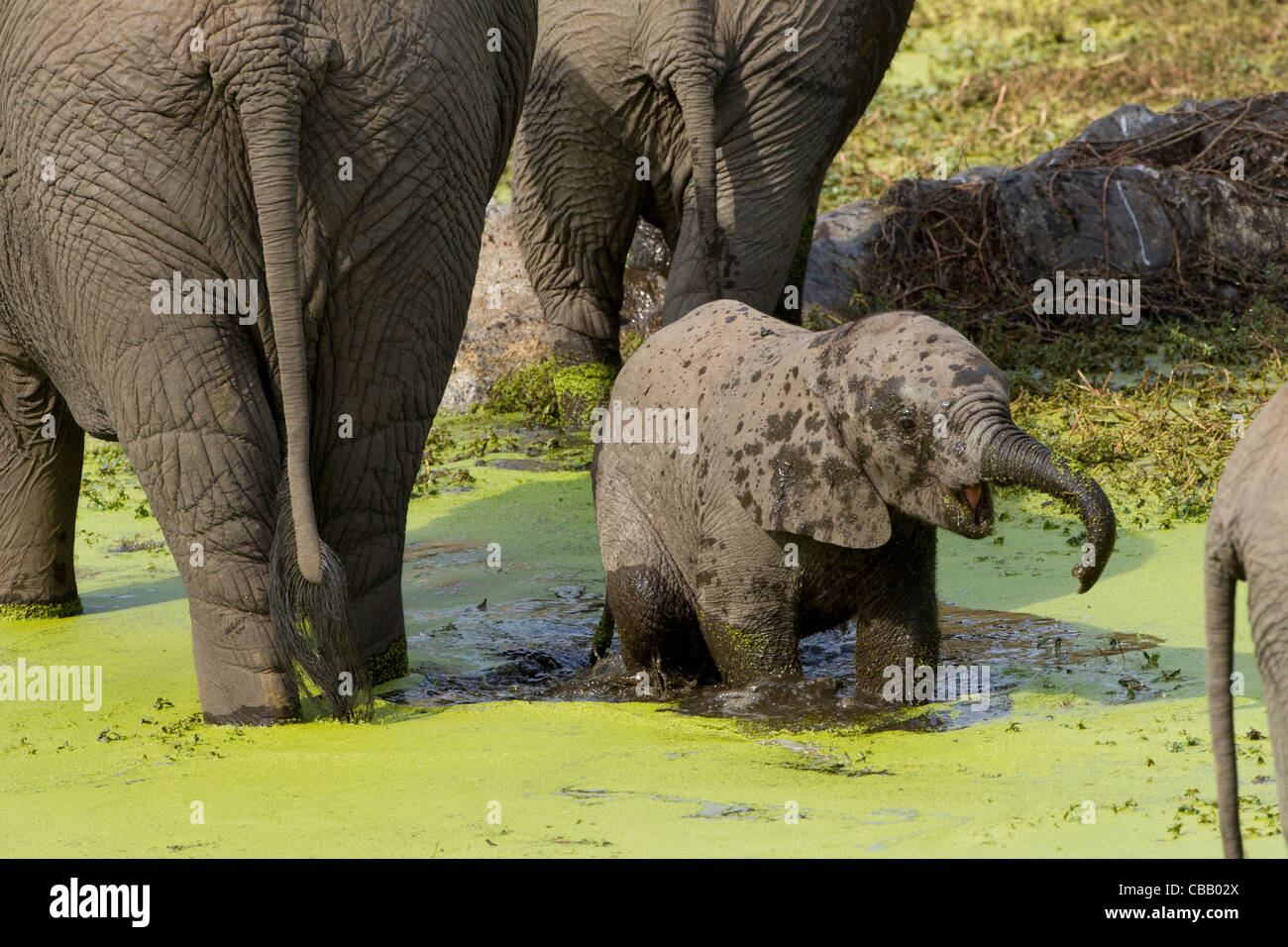 Bébé éléphant africain bénéficiant de l'eau. Banque D'Images