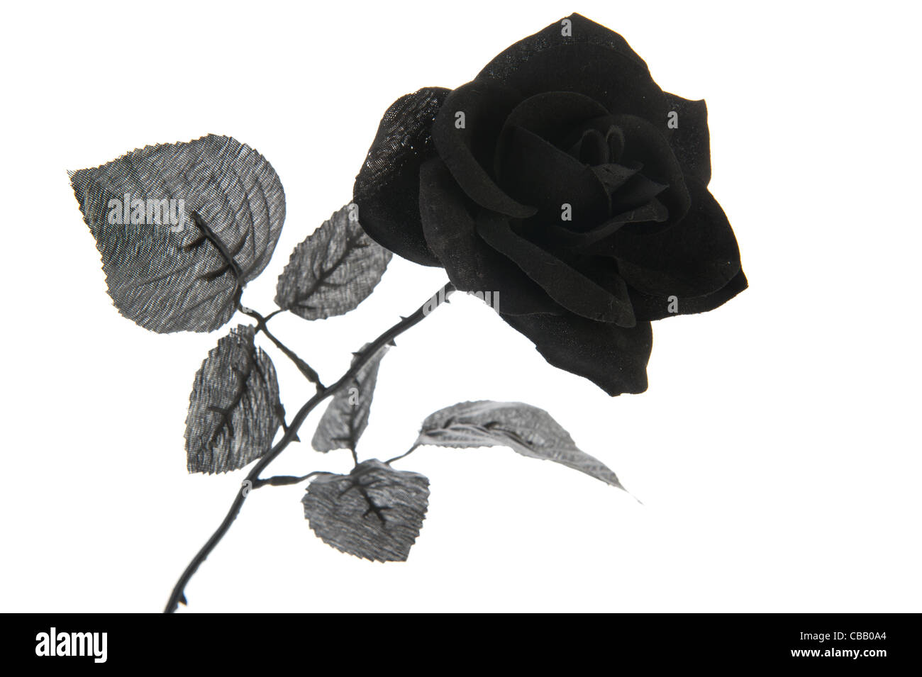 Black rose artificielle pour l'halloween holidays Banque D'Images