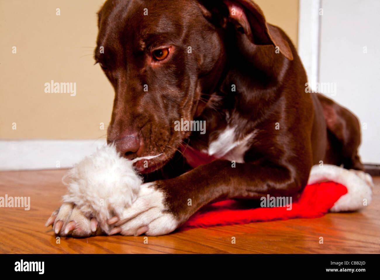 Santa n'a pas apporter rien chien labrador Chocolat with Santa hat Banque D'Images