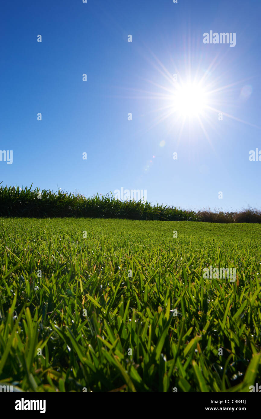 Luscious Green grass sunny blue sky Banque D'Images