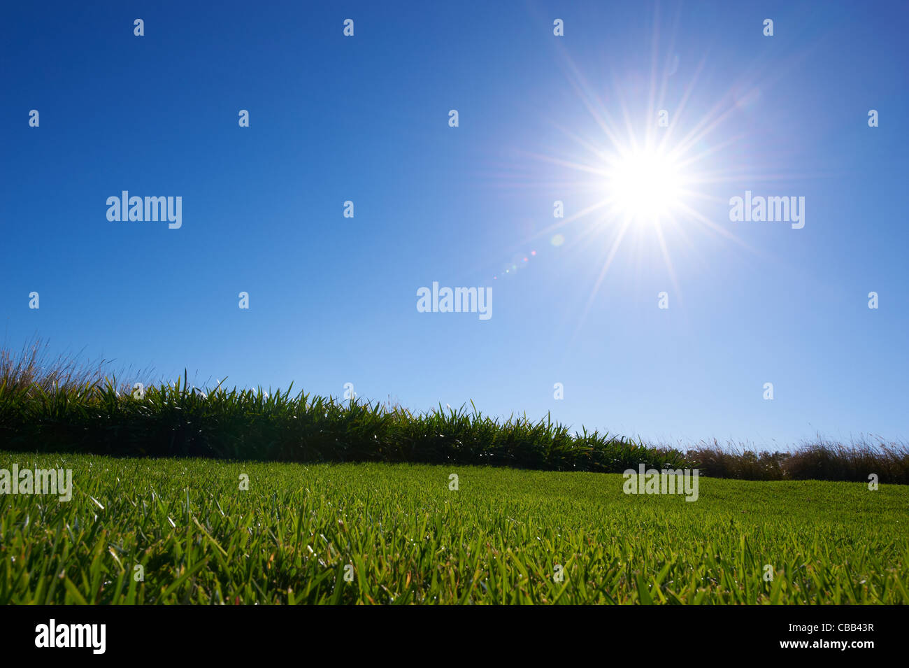 Luscious Green grass sunny blue sky Banque D'Images