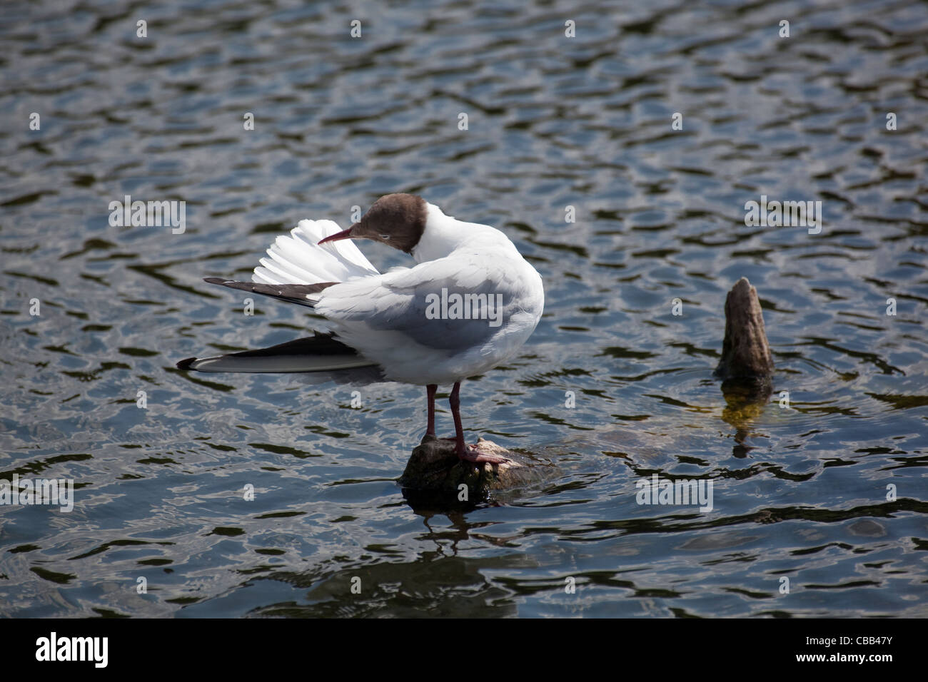 Mouette rieuse (Larus ridibundus). Le plumage d'été. Se lissant les plumes de la queue. Banque D'Images