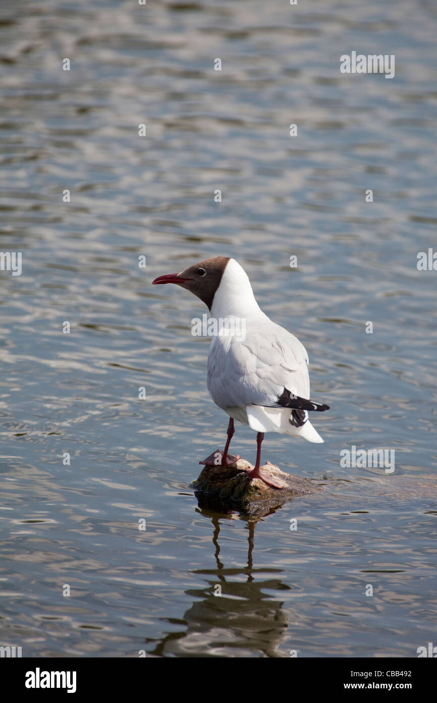 Mouette rieuse (Larus ridibundus). Le plumage d'été. Banque D'Images