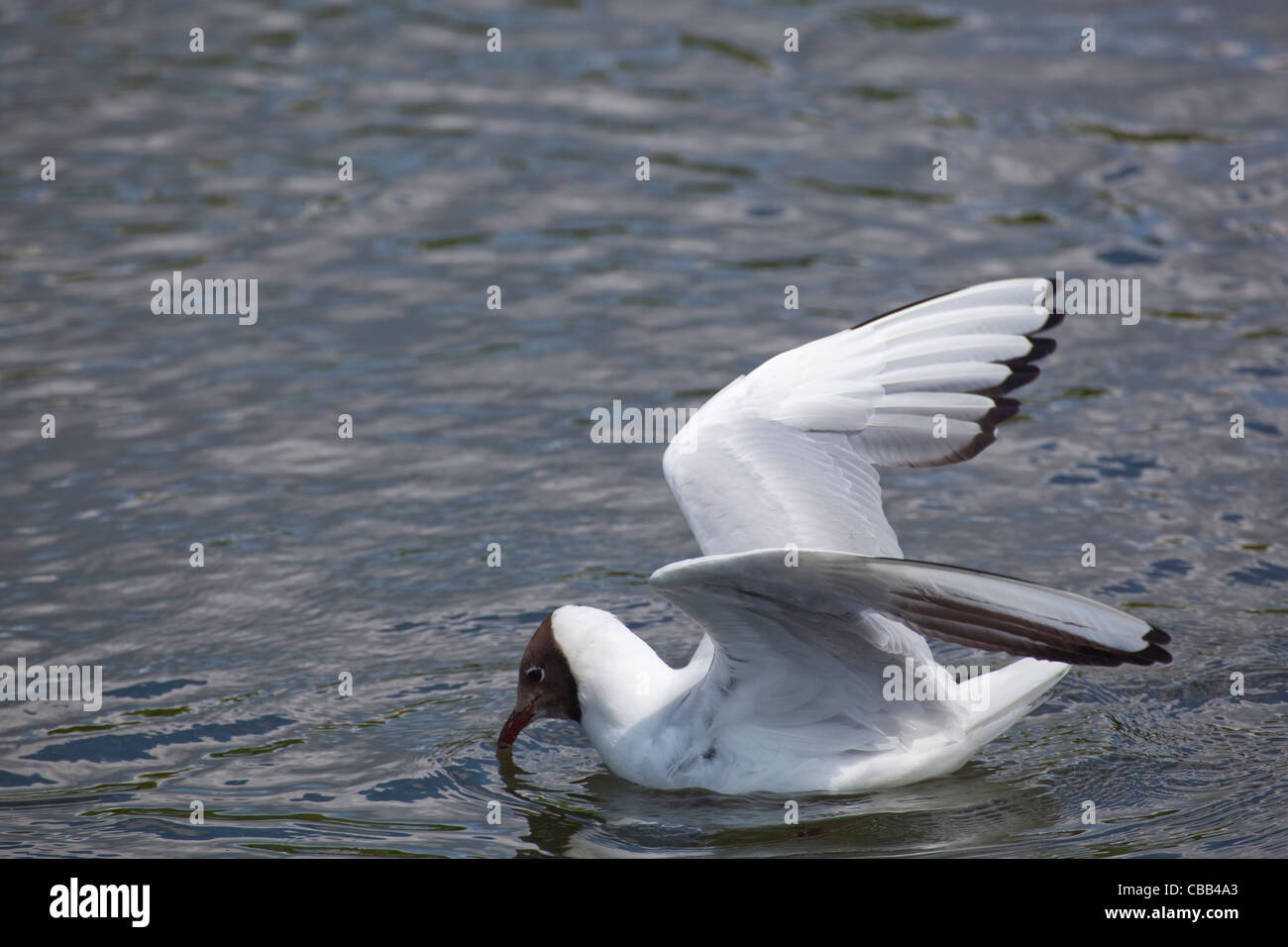 Mouette rieuse Larus ridibundus plumage de reproduction estivale. Conseils pour black rémiges primaires. Banque D'Images