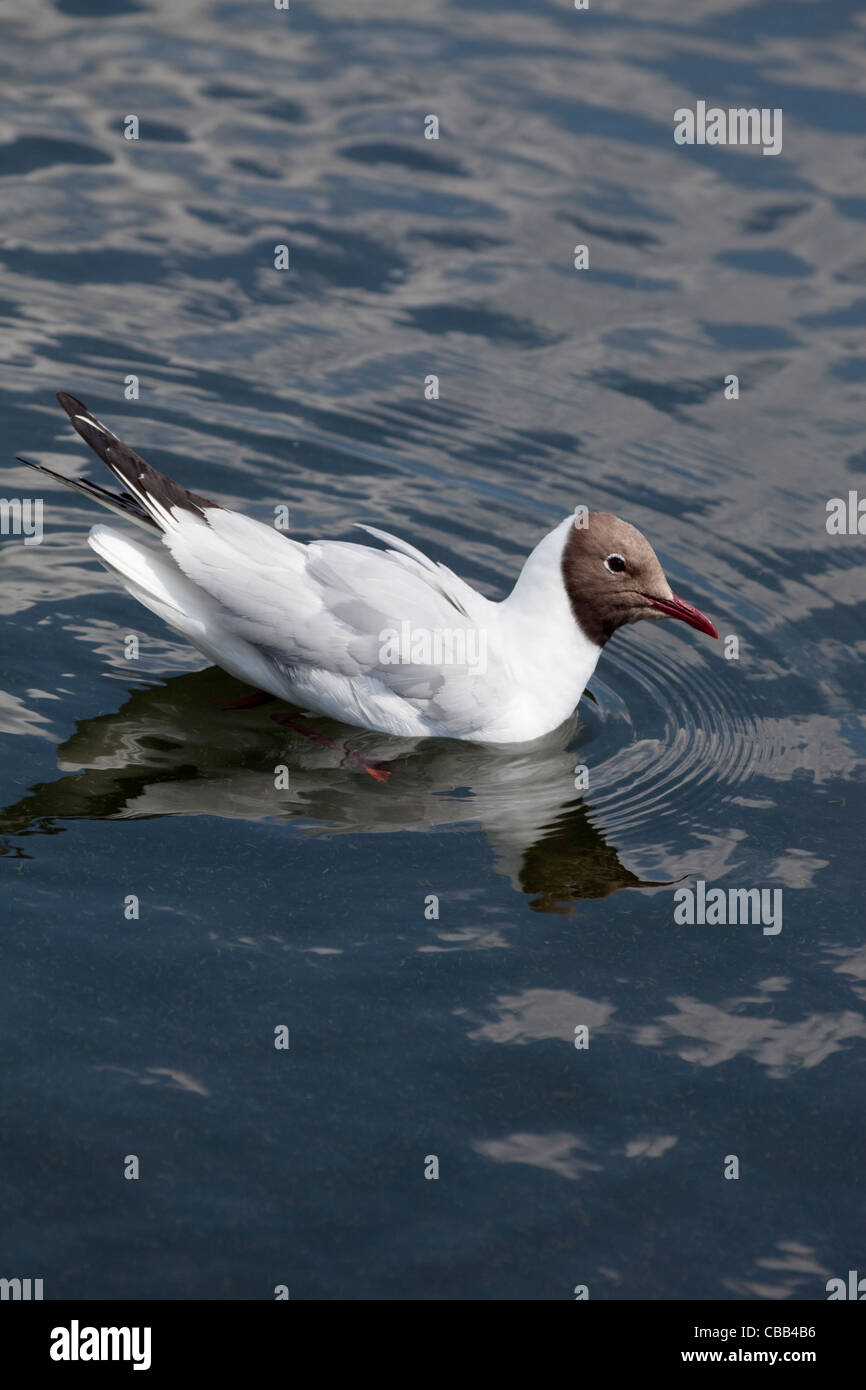 Mouette rieuse (Larus ridibundus). Le plumage d'été. L'éclairage latéral de la tête montrant la couleur à être brown plutôt que noir. Banque D'Images