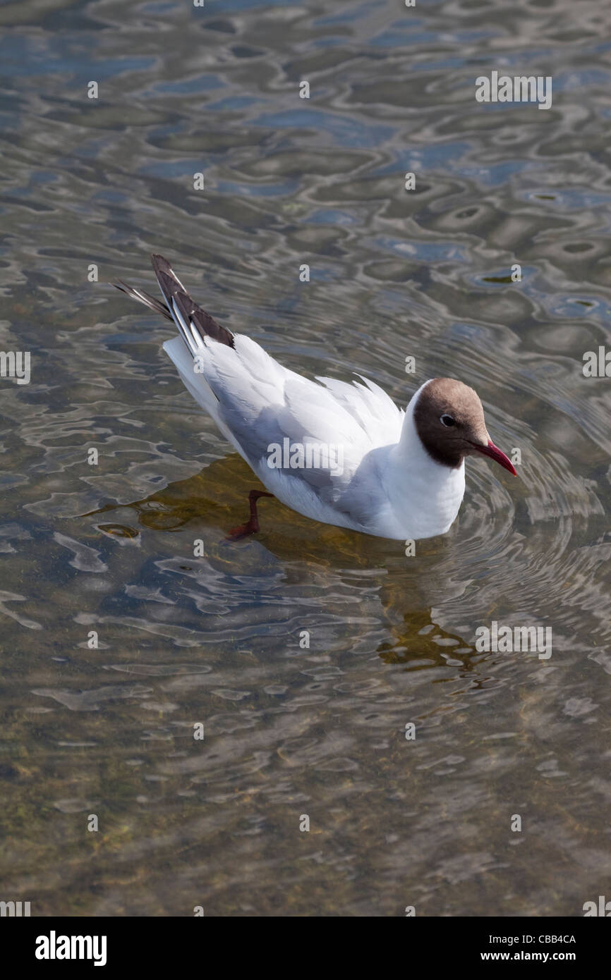Mouette rieuse (Larus ridibundus). Le plumage d'été. L'éclairage latéral de la tête montrant la couleur à être brown plutôt que noir. Banque D'Images