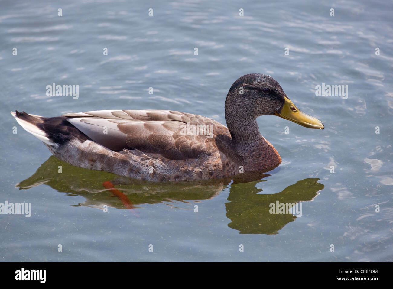 Drake mallard (Anas platyrhynchos). Mâle en plumage d'éclipse. L'été. Banque D'Images