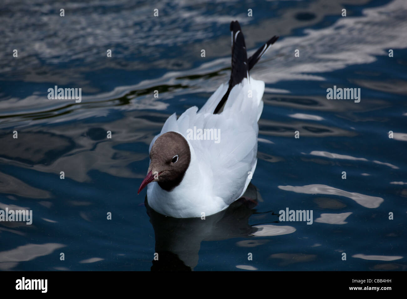 Mouette rieuse (Larus ridibundus). Le plumage d'été. Banque D'Images