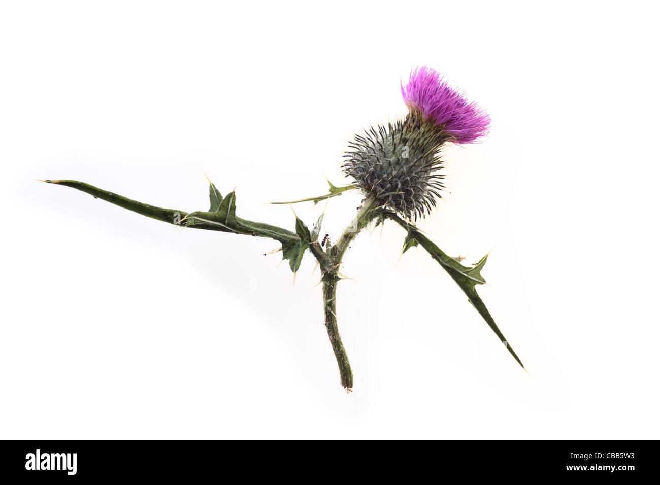 L'ant les pucerons - thistle flower isolated on white background Banque D'Images