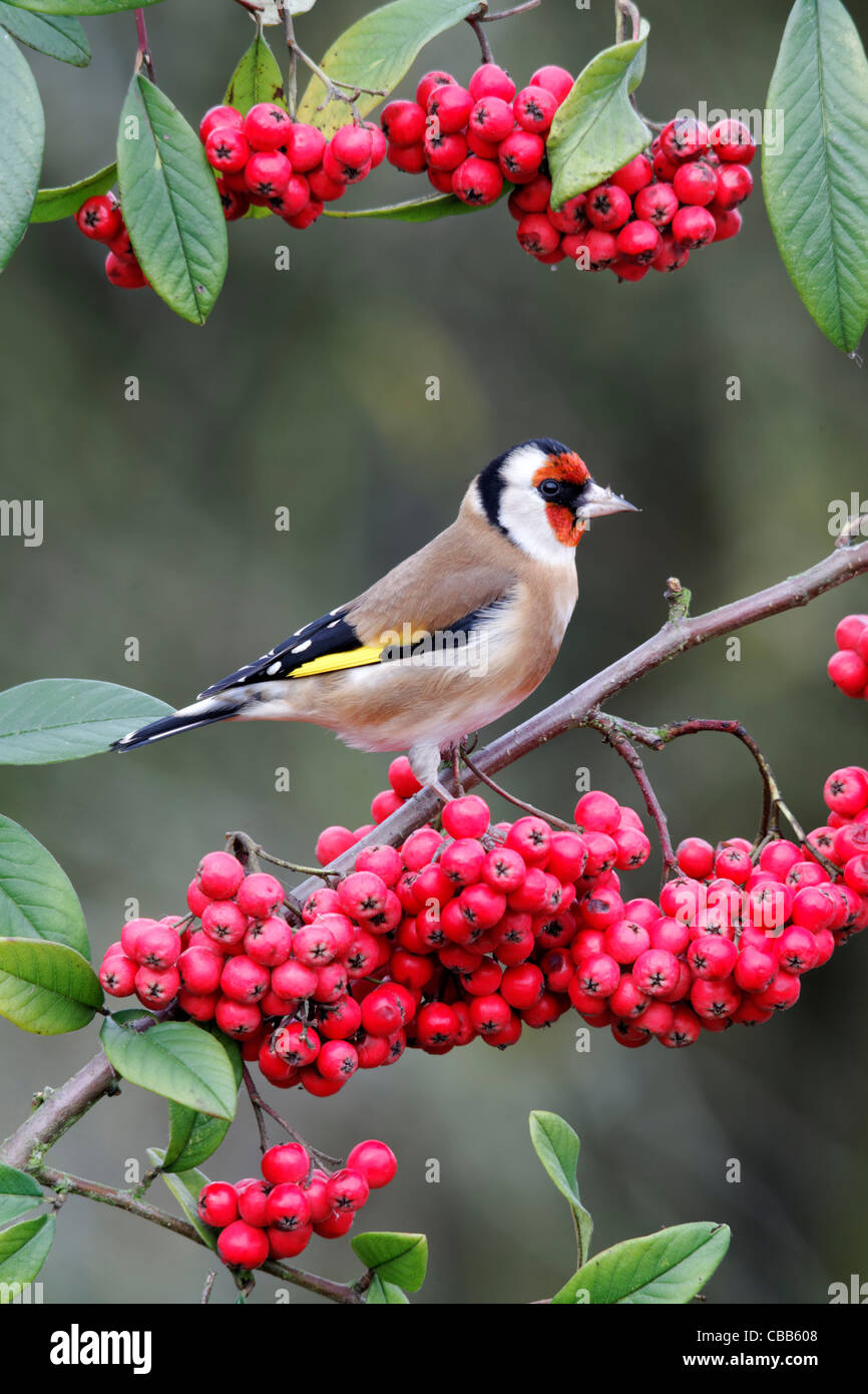 Chardonneret, Carduelis carduelis, seul oiseau sur les fruits rouges dans le jardin, dans le Warwickshire, Décembre 2011 Banque D'Images
