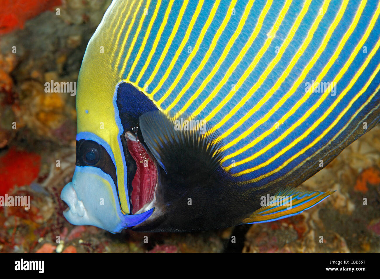 Angelfish Pomacanthus imperator, empereur, ouvre la membranes rose de ses branchies pour permettre aux services d'assainissement de la crevette, antonbruunii Urocaridella Banque D'Images