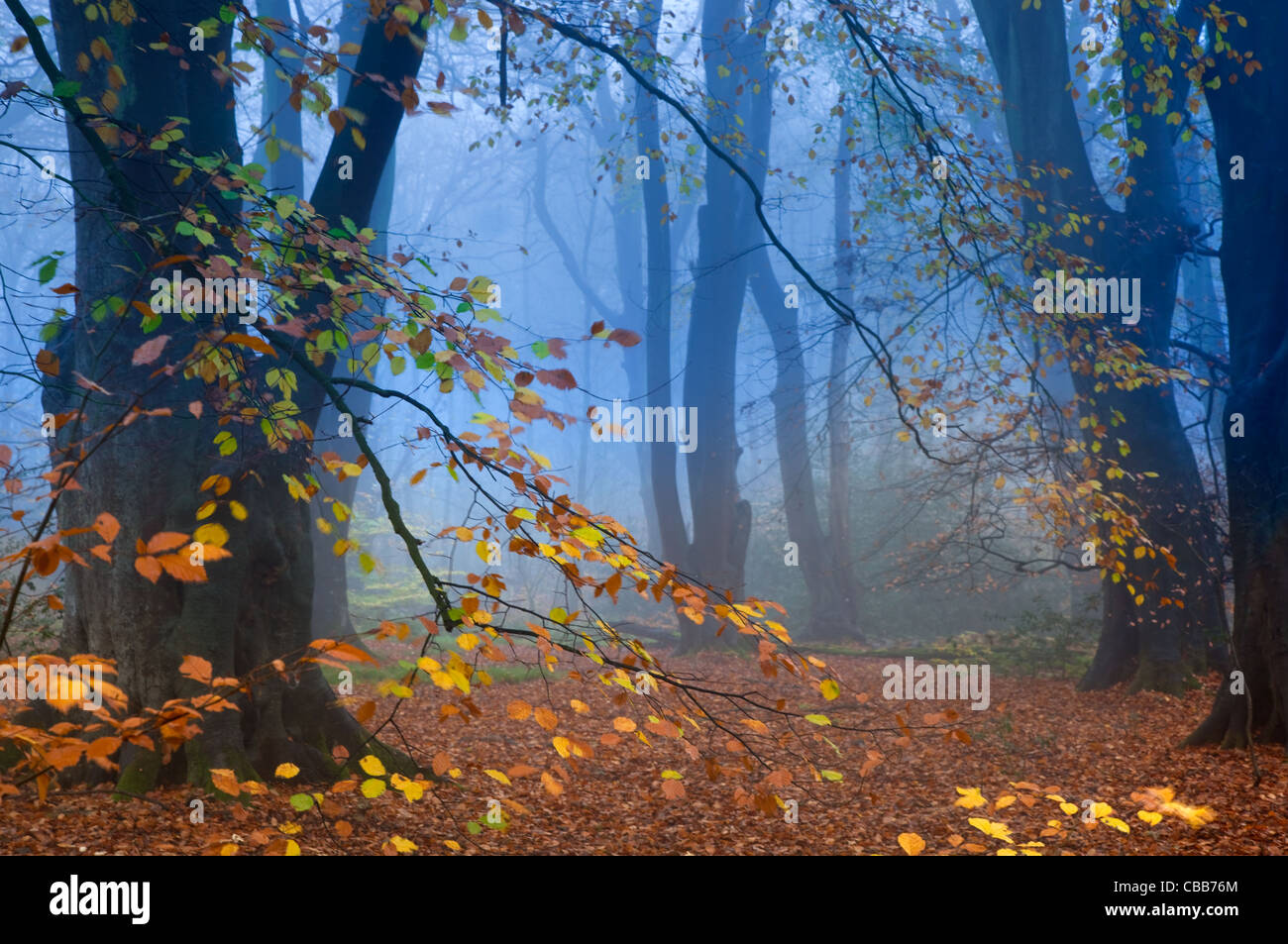 Hêtre Fagus sylvatica Felbrigg Grand Bois Norfolk UK Début novembre Banque D'Images