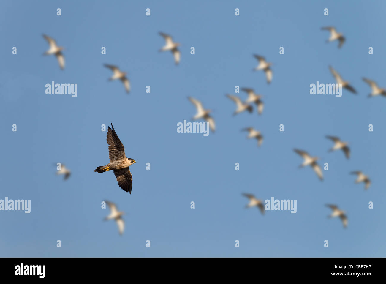 Faucon pèlerin (Falco peregrinus) en vol au dessus des marais de Norfolk Banque D'Images