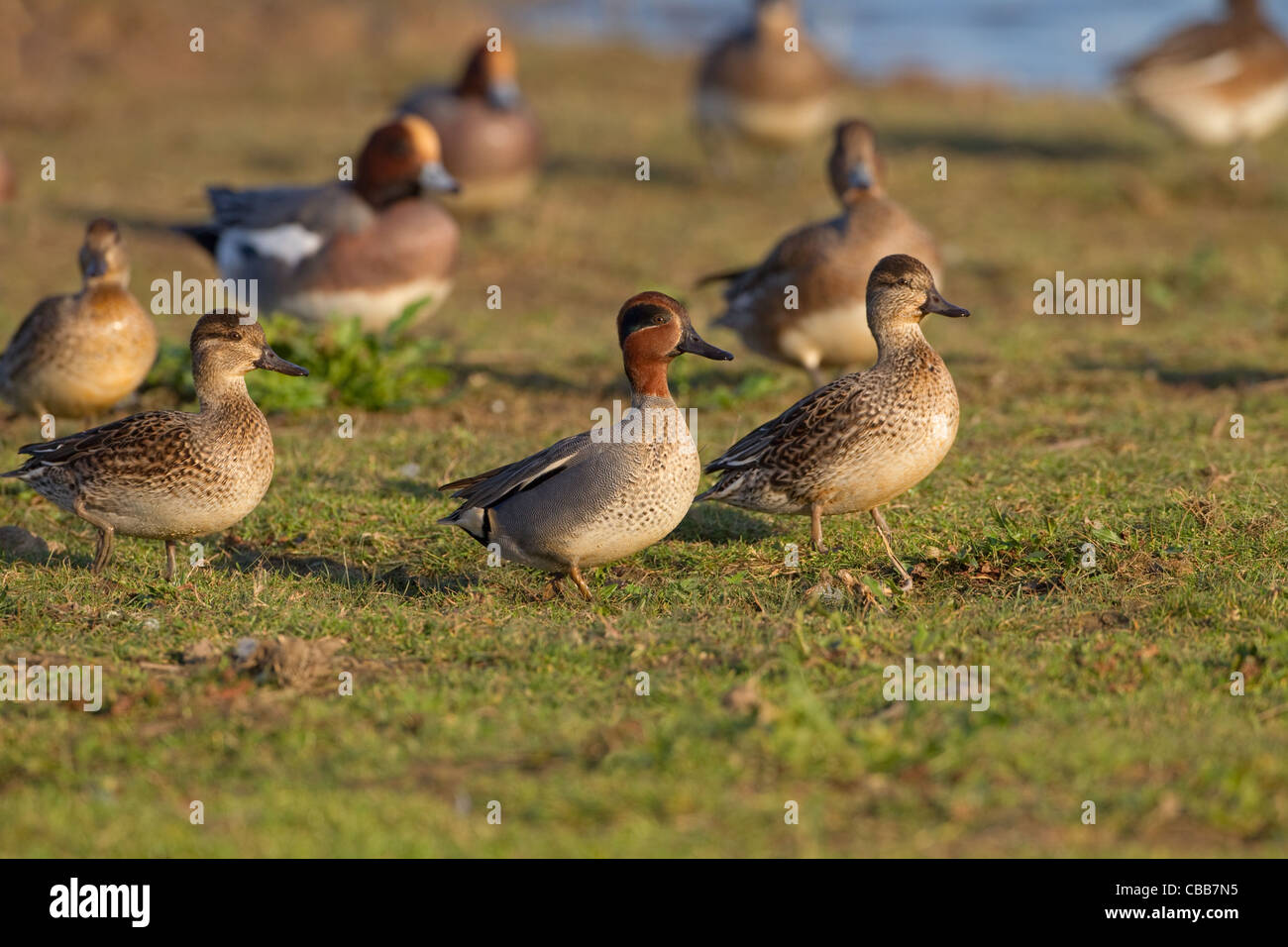 Teal Aas crecca et Wigeon se nourrissant dans les marais Banque D'Images