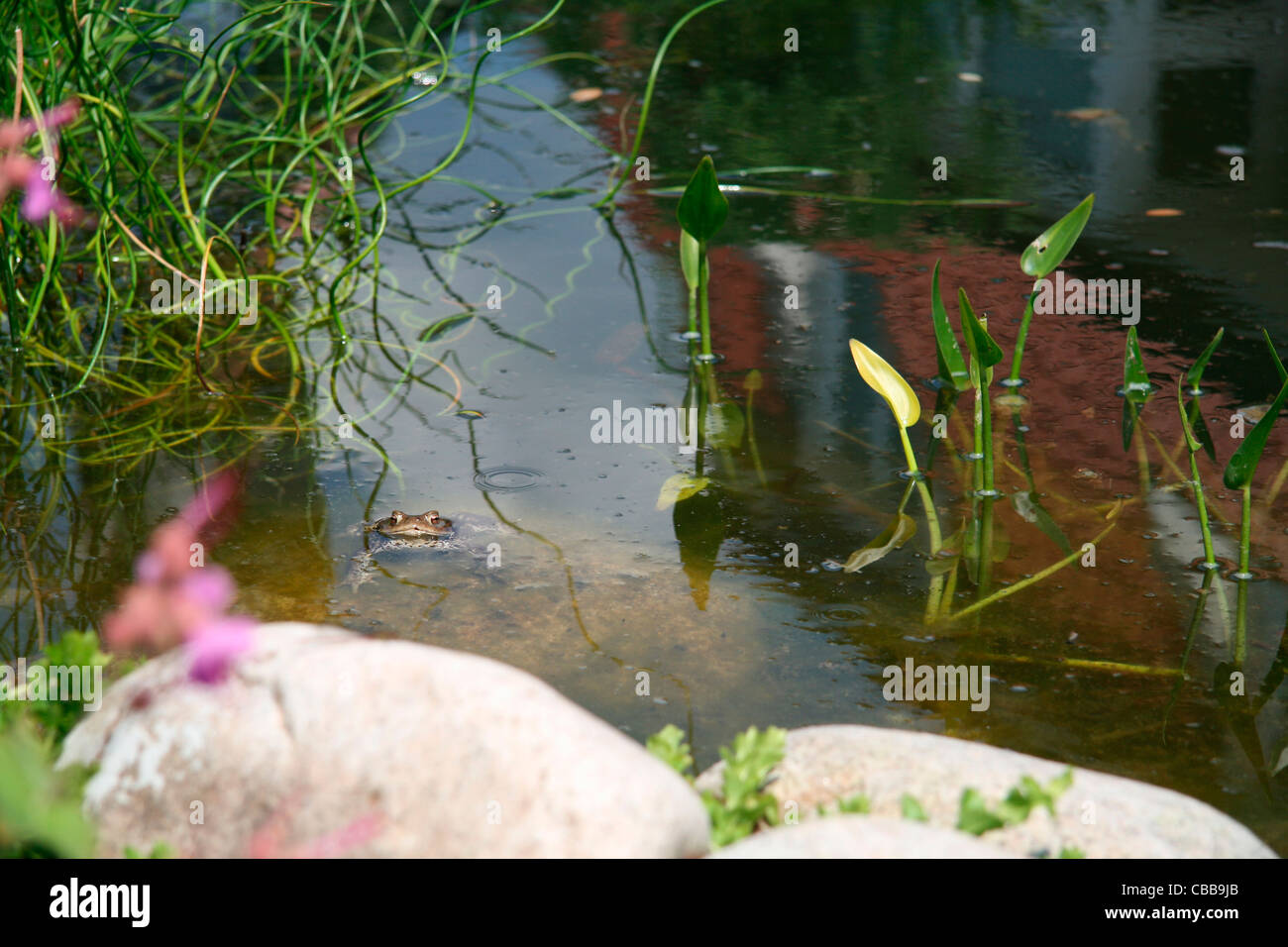 Crapaud Bufo bufo, amphibien, grenouille, animal, de l'eau (CTK Photo/Marketa Hofmanova) Banque D'Images