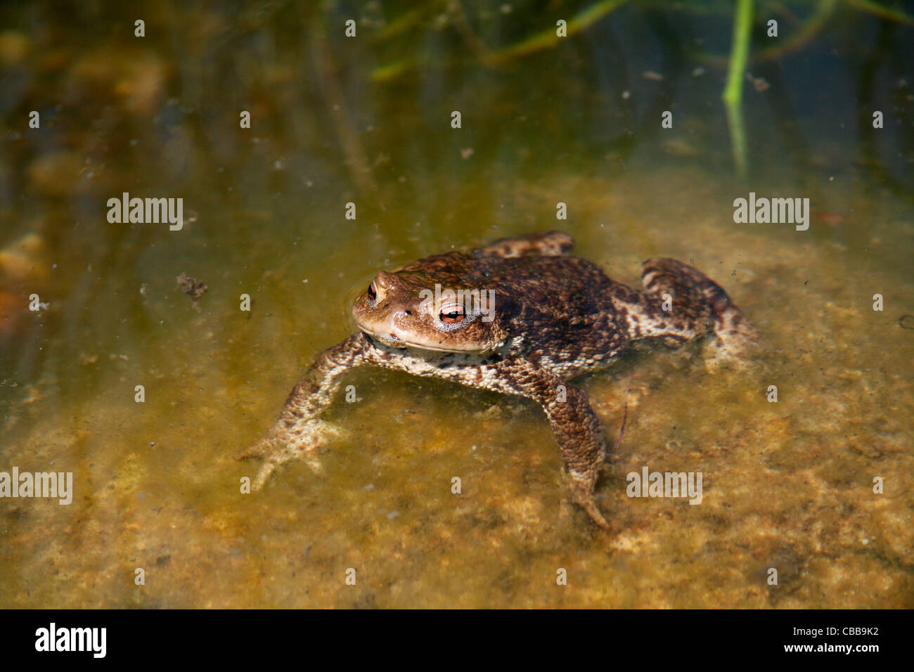 Crapaud Bufo bufo, amphibien, grenouille, animal, de l'eau (CTK Photo/Marketa Hofmanova) Banque D'Images