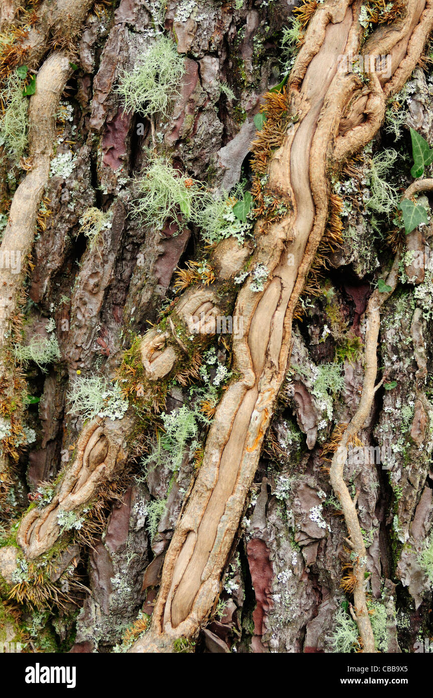 Dans un arbre d'escalade de lierre (Hedera helix) Banque D'Images