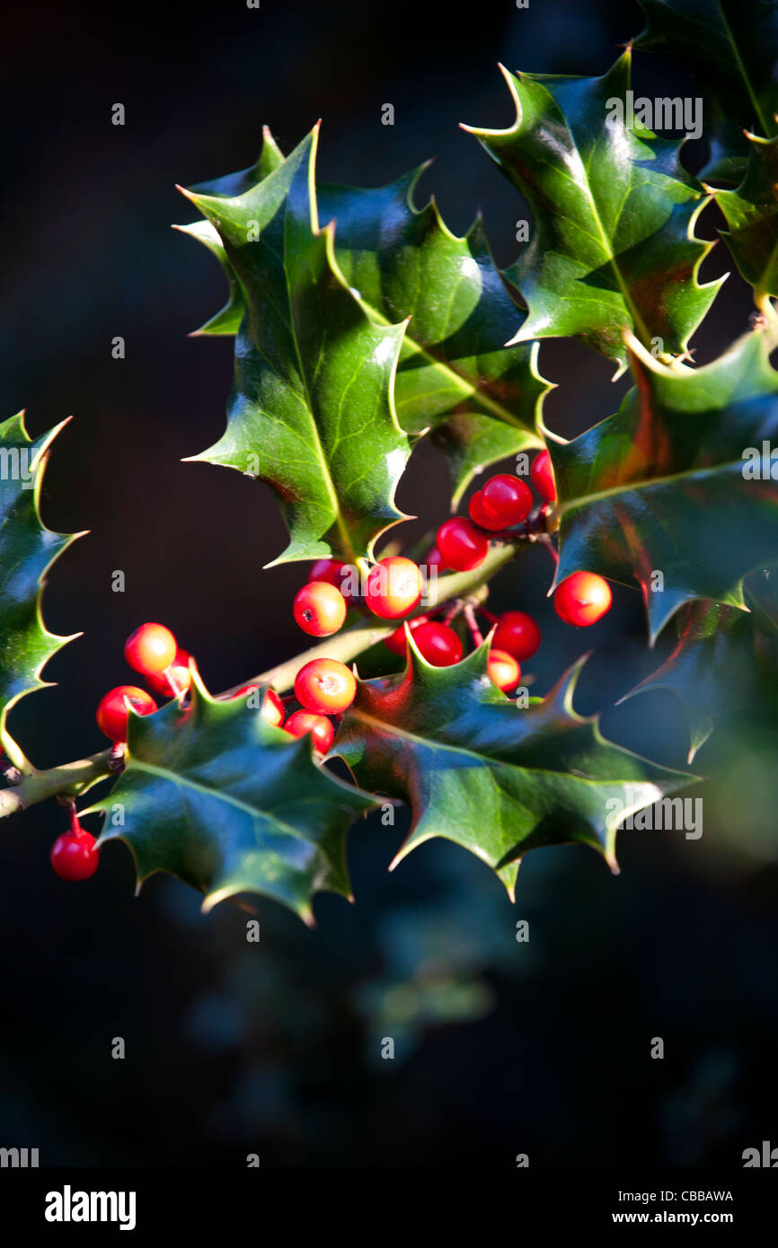 Fruits rouges sur un buisson de houx Banque D'Images