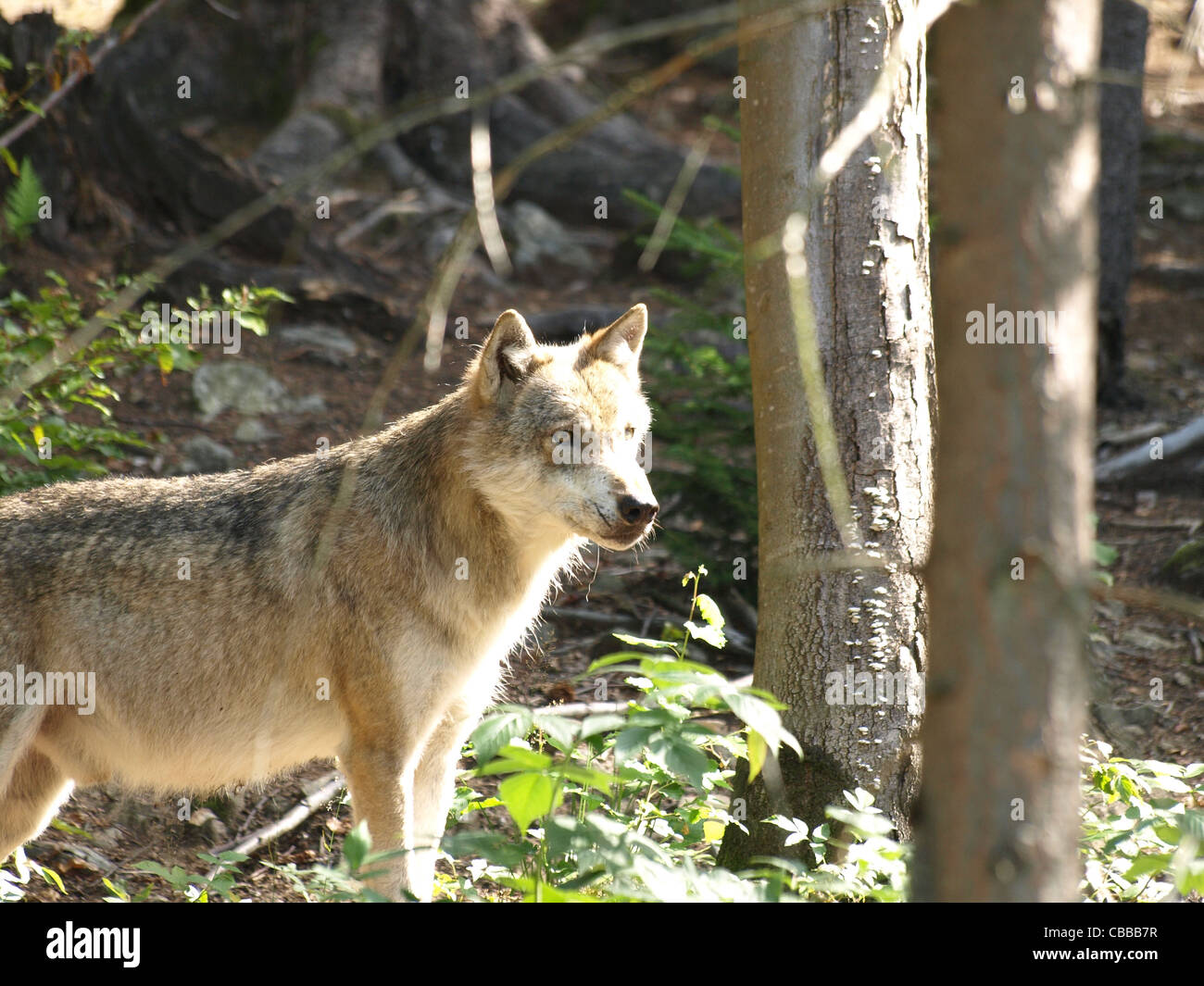 Loup gris, NP national park forêt de Bavière, Allemagne / Canis lupus / Europäischer Grauwolf NP im Nationalpark Bayerischer Wald Banque D'Images