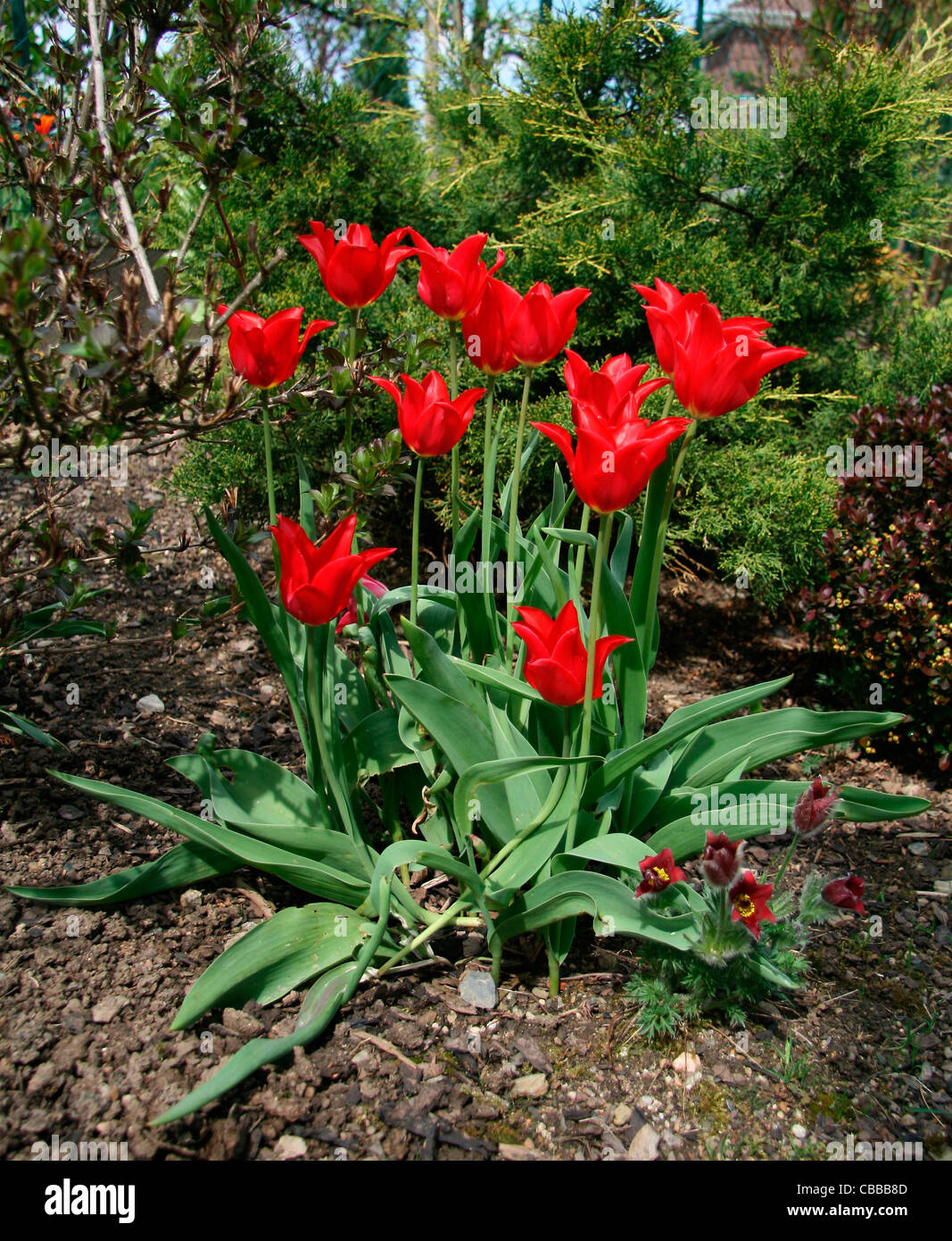 Les tulipes (Tulipa), nature, fleurs, plantes (CTK Photo/Marketa Hofmanova) Banque D'Images