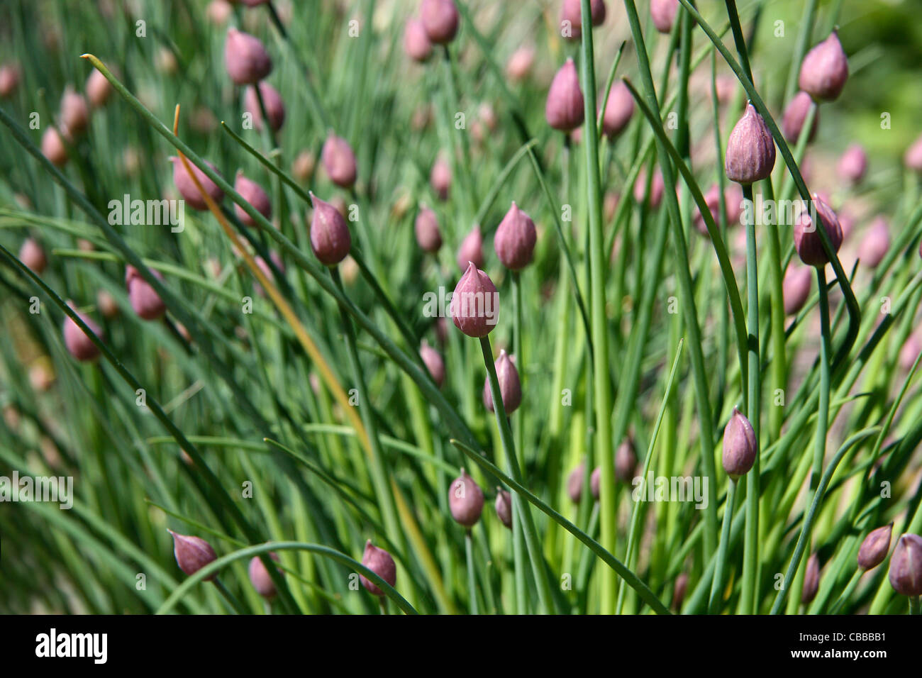 Ciboulette, Allium schoenoprasum, nature, fleurs, plantes (CTK Photo/Marketa Hofmanova) Banque D'Images