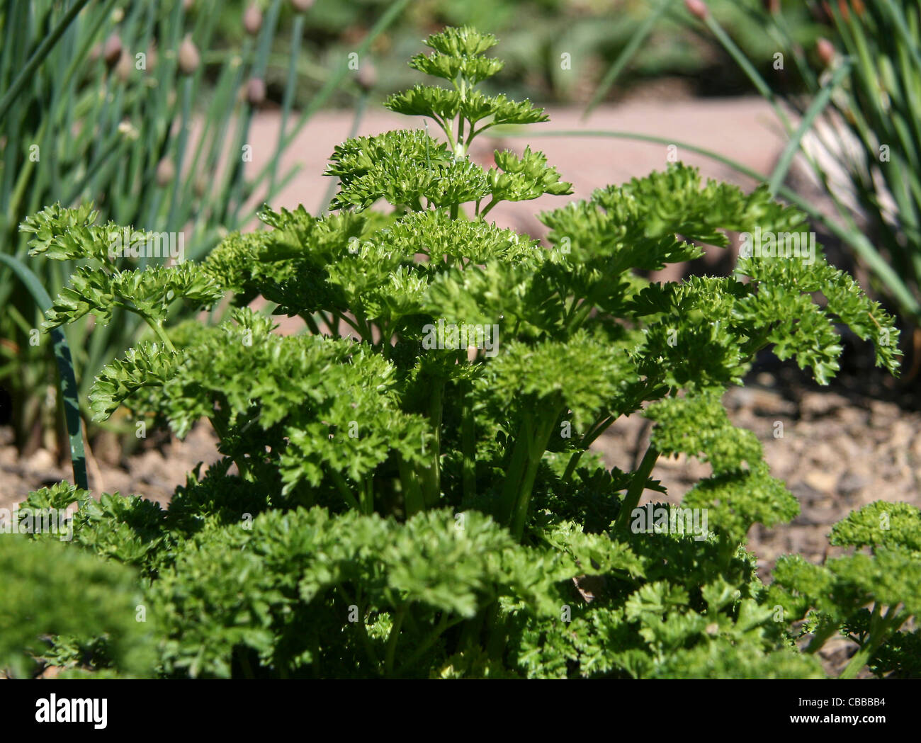 Petroselinum, nature, fleurs, plantes (CTK Photo/Marketa Hofmanova) Banque D'Images