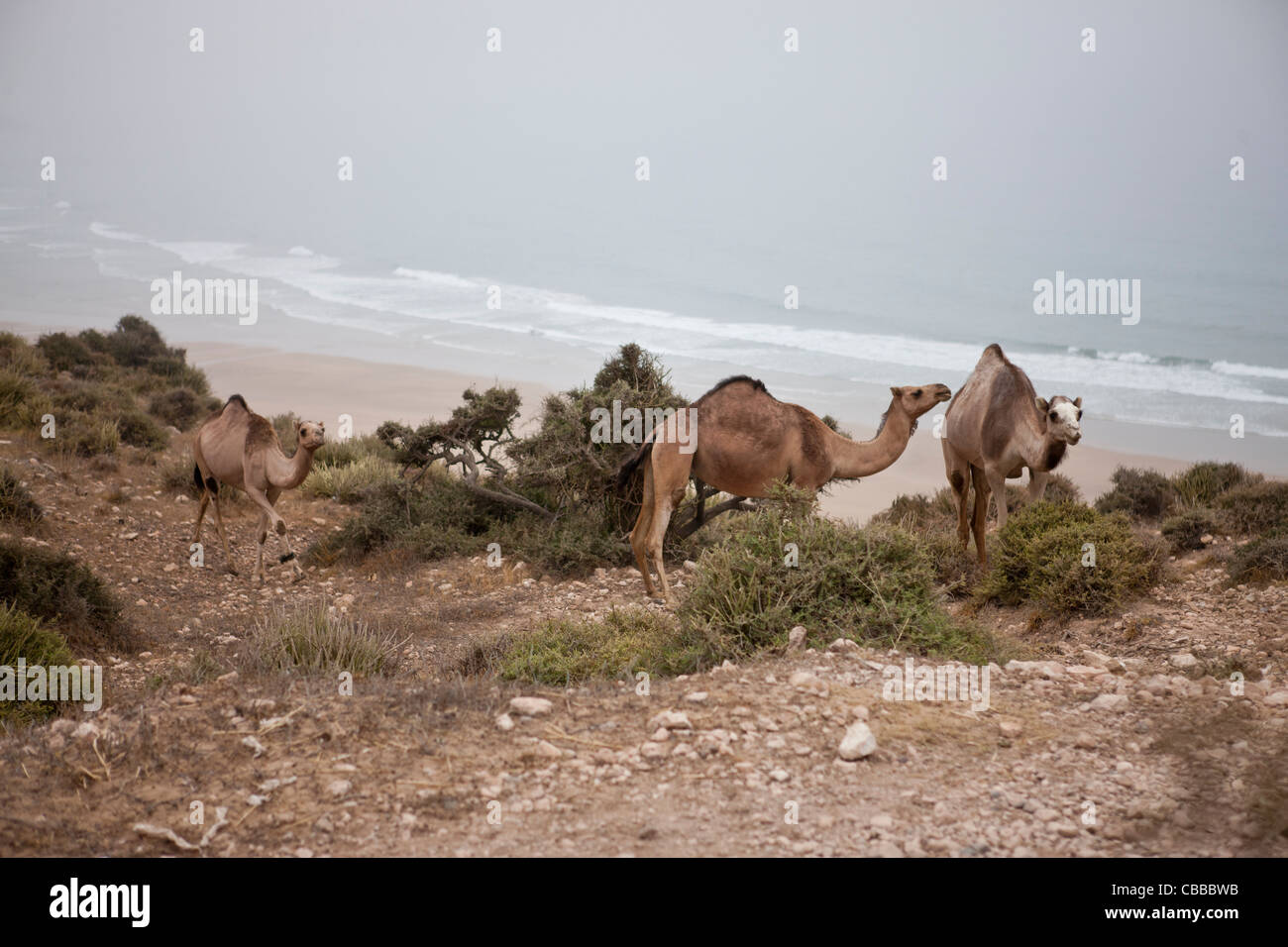 Trois chameaux dromadaire marche sur une colline Banque D'Images