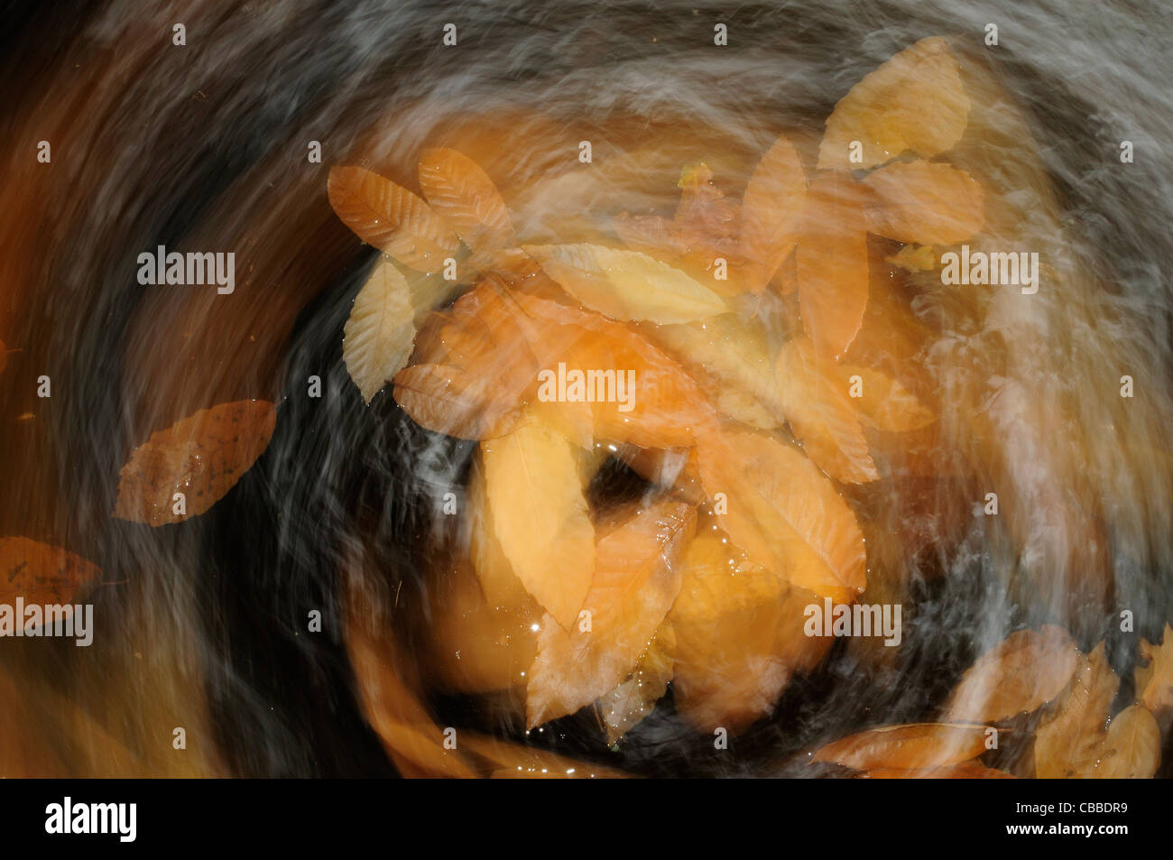 Feuilles de châtaignier tombé sur un bain à remous Banque D'Images