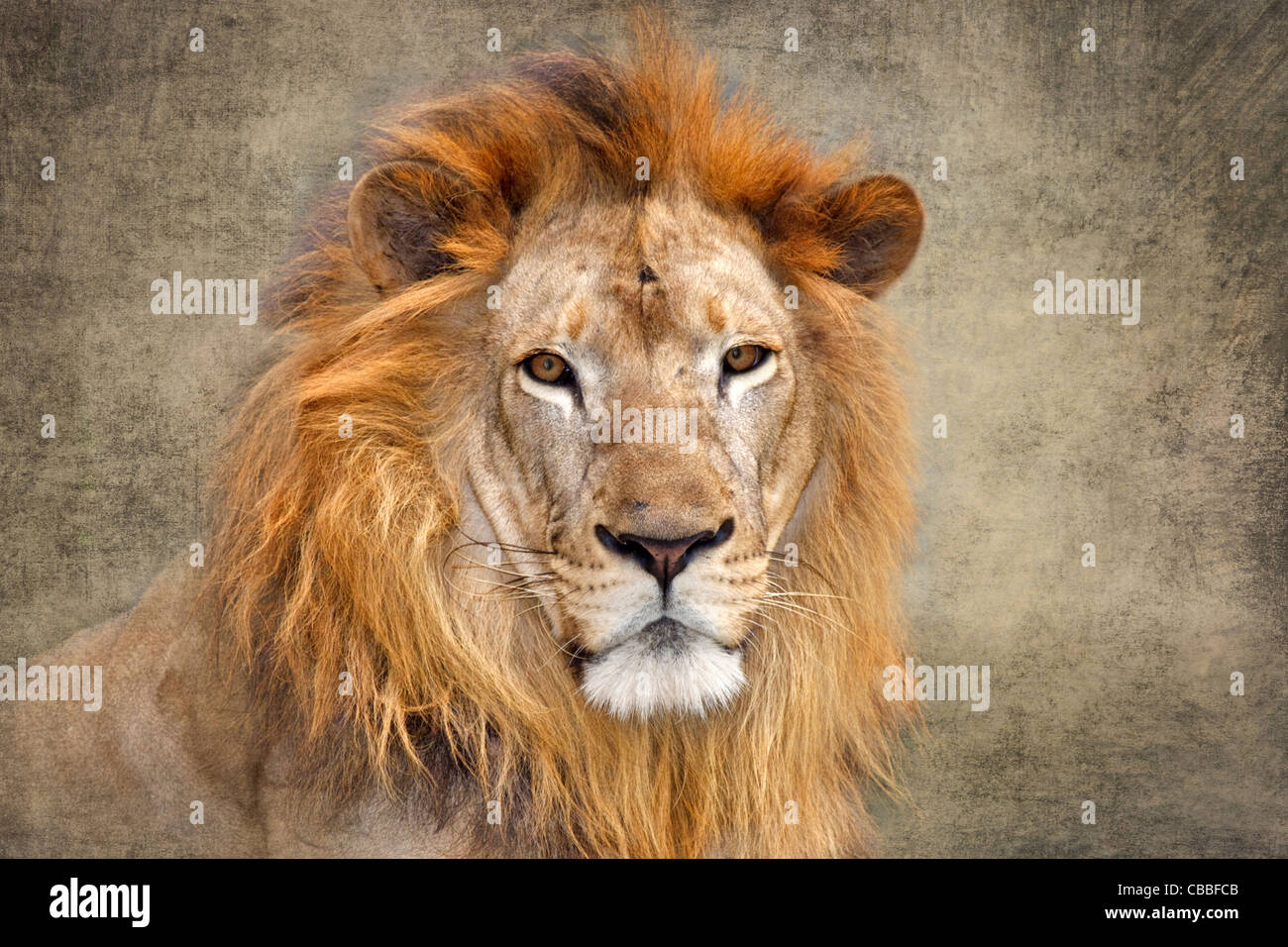 Portrait d'un lion. Banque D'Images