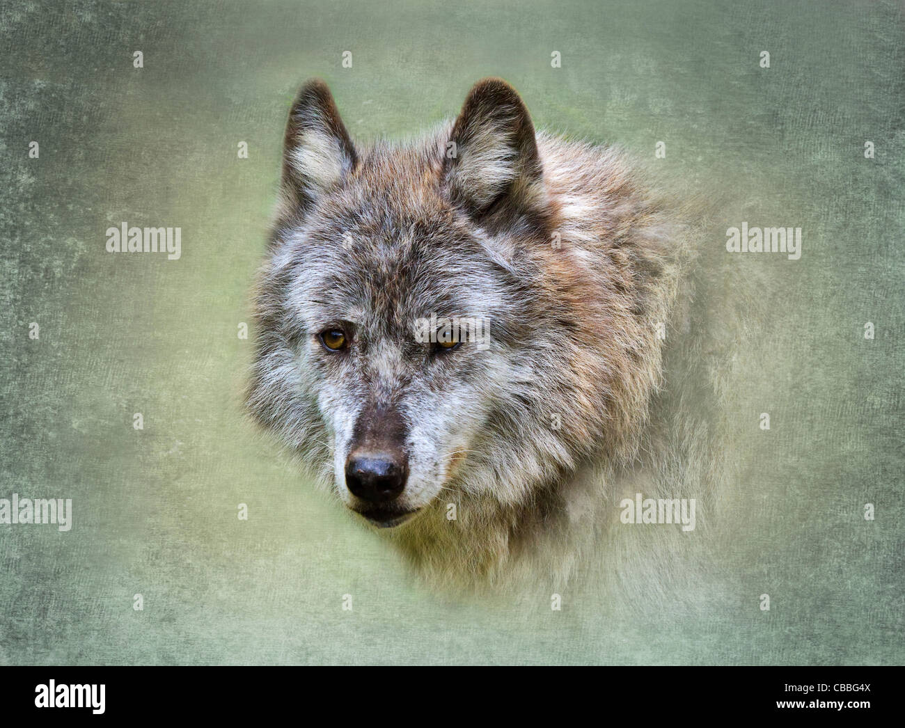 Gray wolf, Canis lupus, Columbia Valley, British Columbia, Canada Banque D'Images