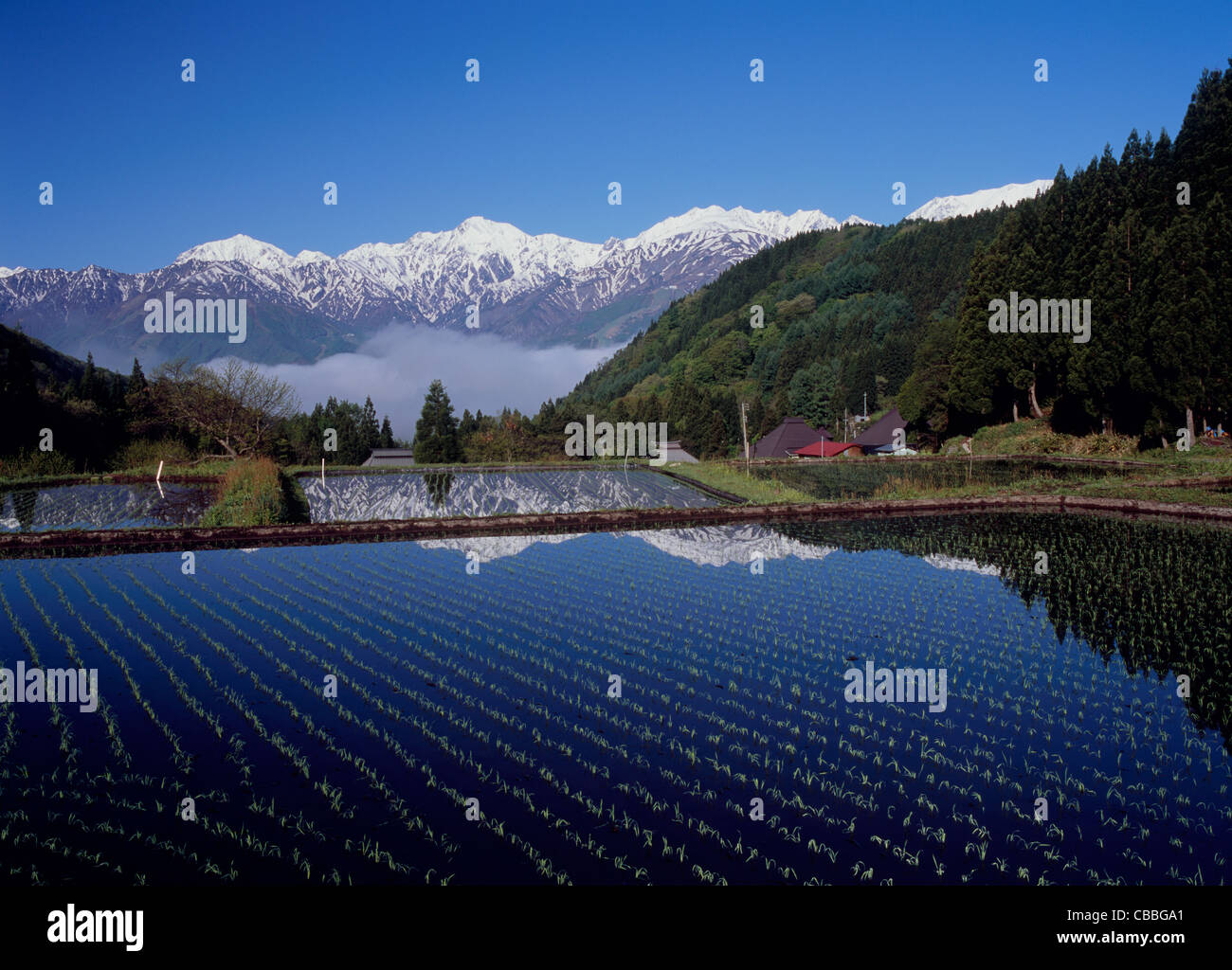 Terrain en terrasses Aoni, Hakuba, Nagano, Japon Banque D'Images