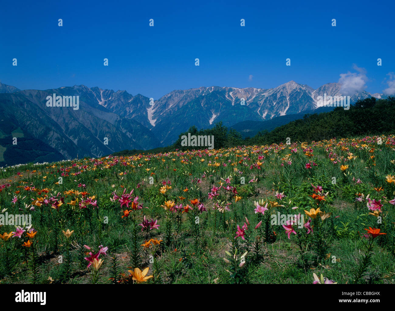 Hakuba Iwatake Lily Garden, Hakuba, Nagano, Japon Banque D'Images