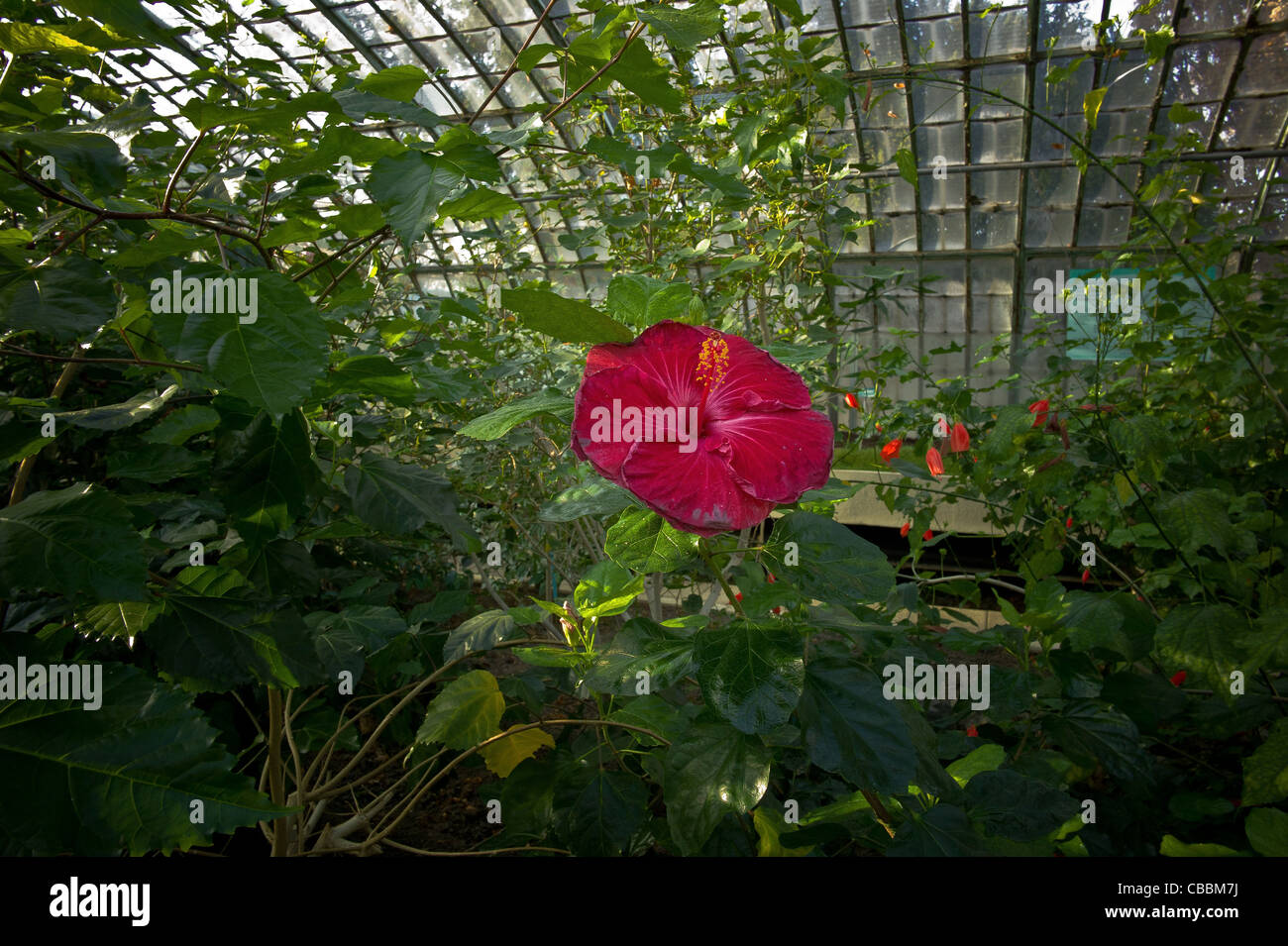 Le jardin des serres d'Auteuil, fleur d'Hibiscus Photo Stock - Alamy