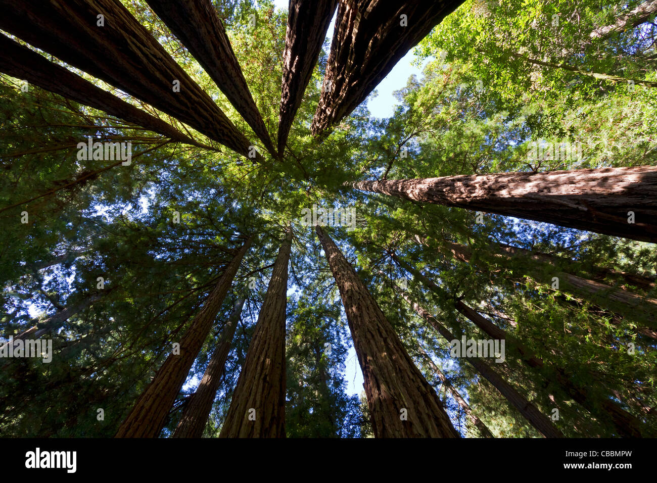 Muir Woods National Monument (Sequoia sempervirens) Banque D'Images