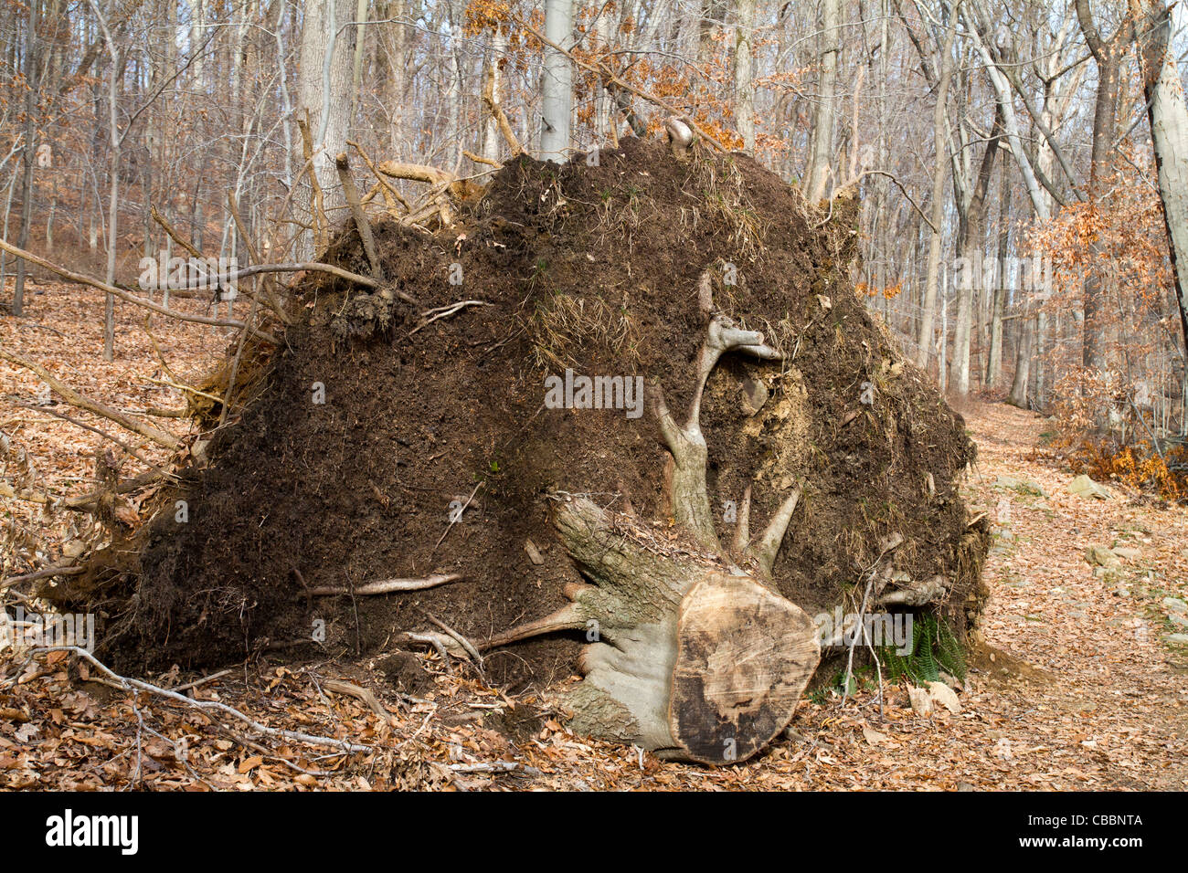 Moignon et boule de racine d'un arbre renversé. Banque D'Images