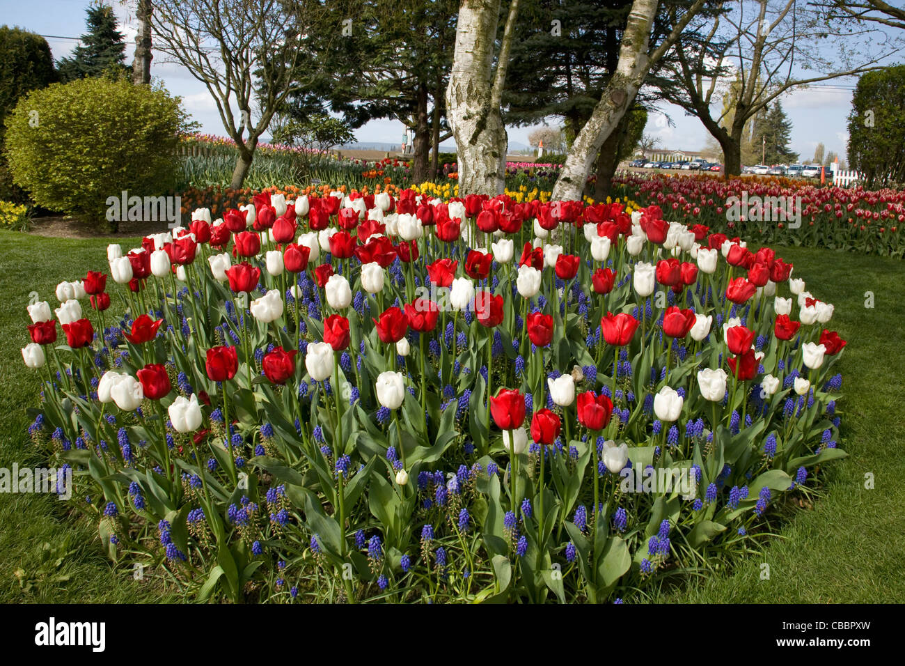 Le rouge et le blanc et bleu affichage des tulipes et jacinthes dans le  jardin commémoratif à Roozengaarde et bulbes de fleurs Photo Stock - Alamy