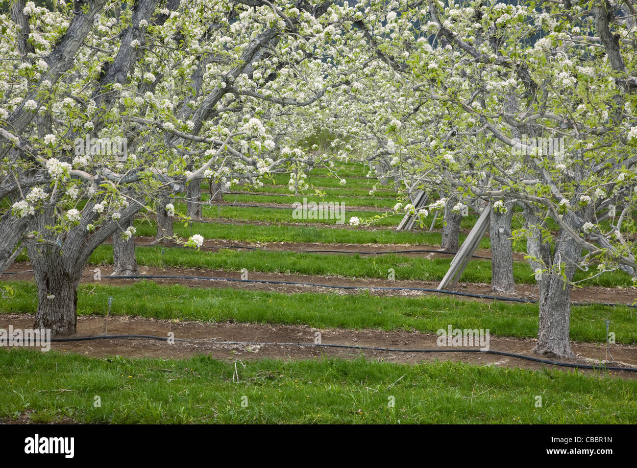 WASHINGTON - verger de pommiers en fleurs dans la vallée de la rivière Wenatchee près de Dryden. Banque D'Images