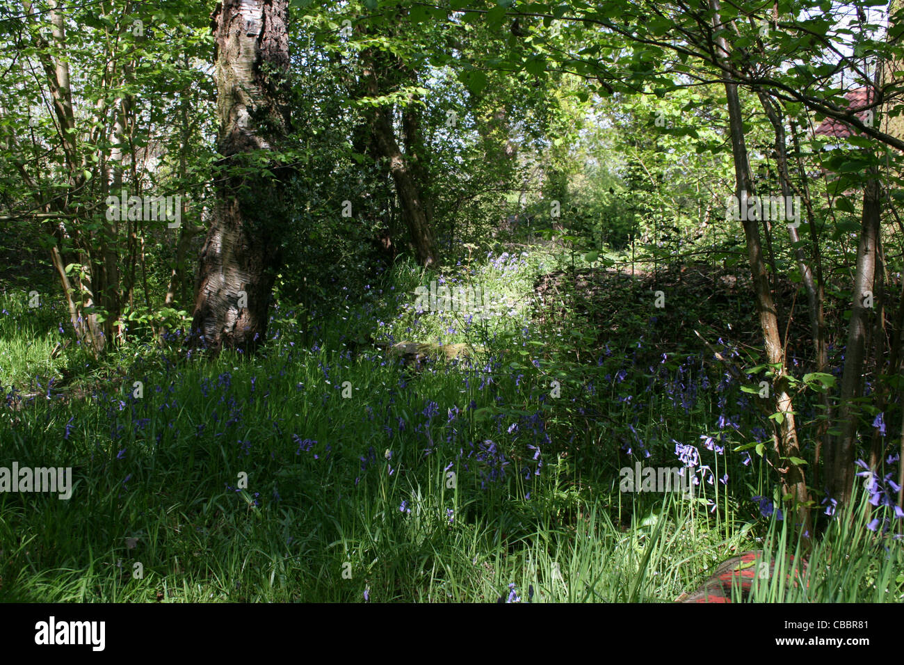Woodlands avec Blue Bells et herbes Banque D'Images